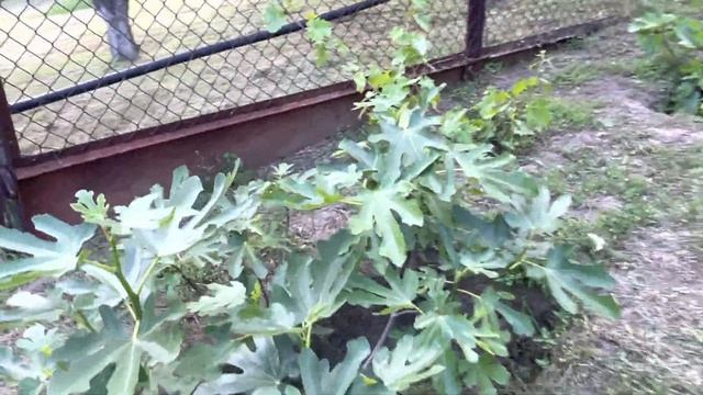 Инжир, гранат, киви в открытом грунте Киевской обл, июнь 2021 смотреть онлайн