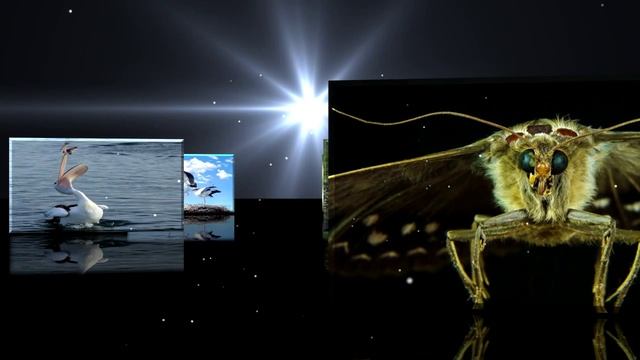 Животные проект смотреть онлайн