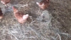 ЗЕМЛЯНЫЕ ПОЛЫ В КУРЯТНИКЕ