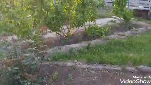 ПИОНЫ РАСЦВЕЛИ.АРОМАТ ЦВЕТОВ ПО ВСЕМУ ДВОРУ. смотреть онлайн