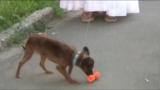 Щенок русского тоя Дарий смотреть онлайн