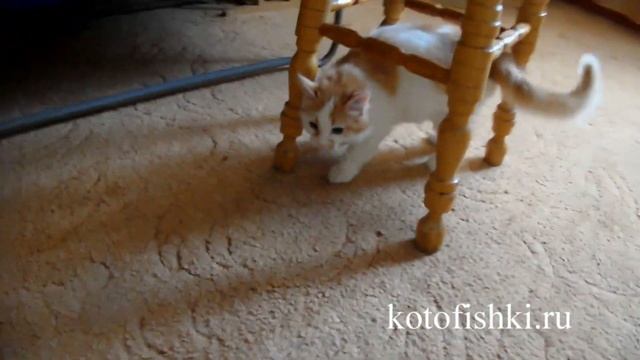 Игры с котом | Кот любит свою игрушку | Playing with a cat смотреть онлайн