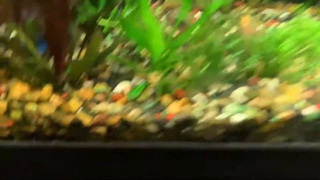 Что делать если Скалярии отметали икру в общем аквариуме??? смотреть онлайн