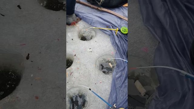 МАРК И БОГДАН НА РЫБАЛКЕ!Марк и Богдан ловят зимнюю ТАРАНЬ.🐟🐟🐟 смотреть онлайн