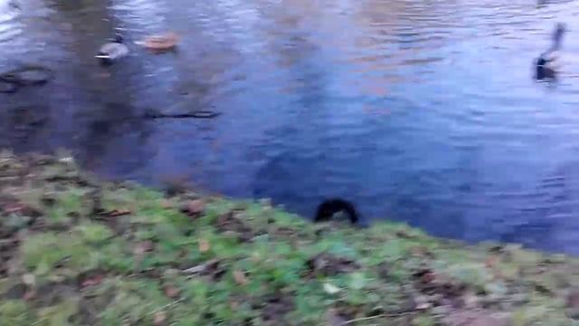 Германия парк. Вот такого зверя мы встретили в пар смотреть онлайн