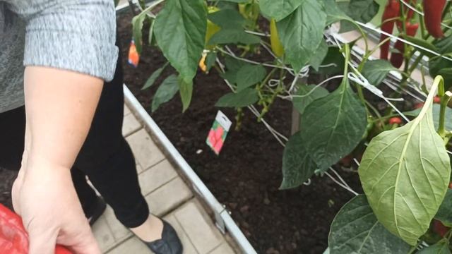 Урожай перца сезона 2021 года в теплице. Обзор сортов и гибридов в разрезе. смотреть онлайн