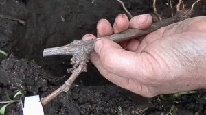 Посадка винограда весной