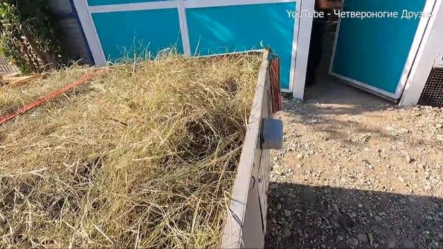 У Щенка подобранного с трассы ЗАЖИЛИ ушки? Геру возим на уколы. Папа накосил сена собакам на зиму? смотреть онлайн