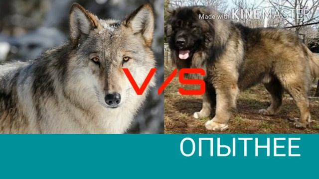 Кавказская овчарка против волка. смотреть онлайн