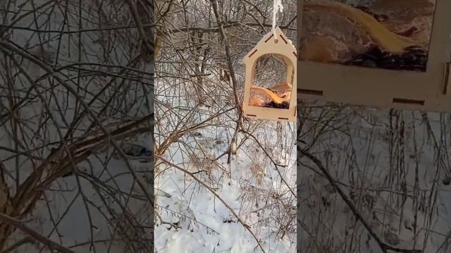 Кормушка из Фикс прайса....