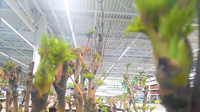 Саженцы РОЗ,??? Клематисов и Пионов в Леруа Мерлен. смотреть онлайн