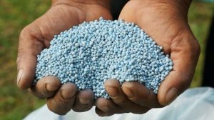 Какие удобрения опытные огородники раскидывают в марте по снегу