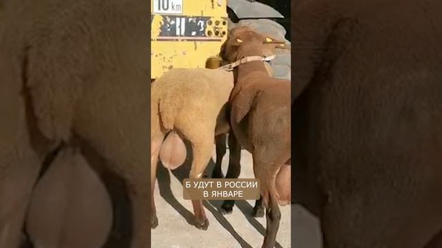Лучшие породы овец I Будут в России в январе! смотреть онлайн