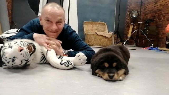 щенки Монгол Банхара Питомника Золотая Орда на фотосессии смотреть онлайн