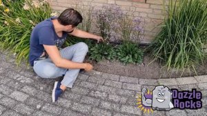 Beautiful 3-year-old Limonium Dazzle Rocks