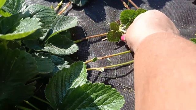 Размножение земляники на грядках под спанбондом. Это просто. смотреть онлайн