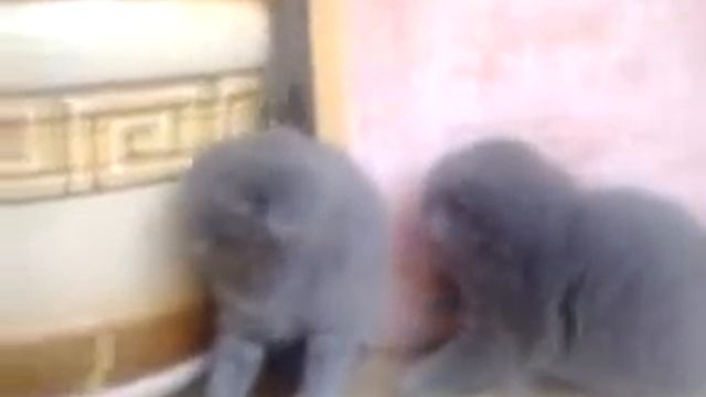 Шотландские вислоухие котята смотреть онлайн