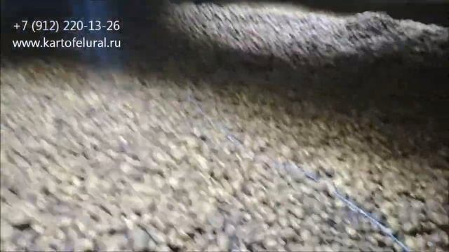 12.10.2018 г. Сорт картофеля Аризона. Картофель Урал. смотреть онлайн