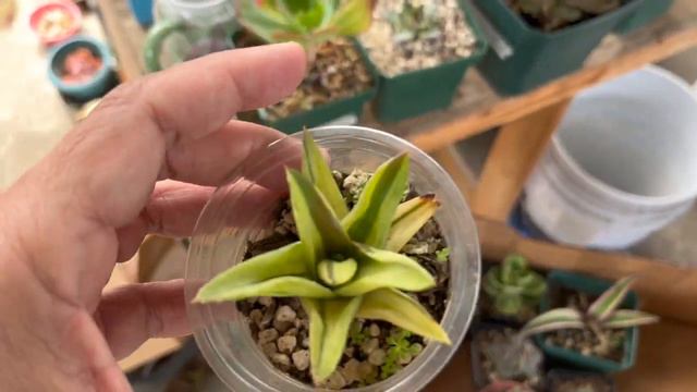 Nuevas macetitas y plantas смотреть онлайн