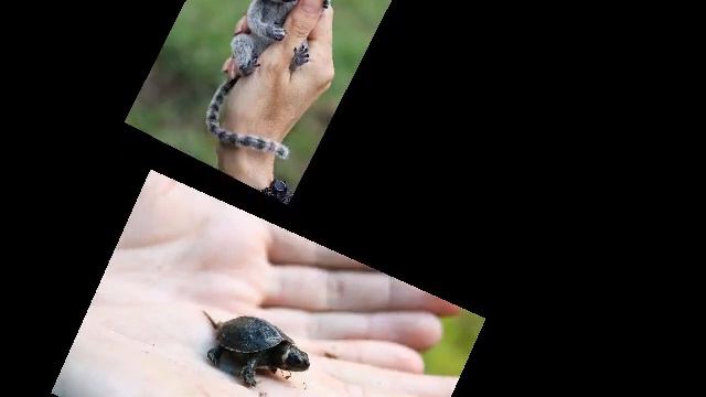 Самые маленькие животные на планете! смотреть онлайн