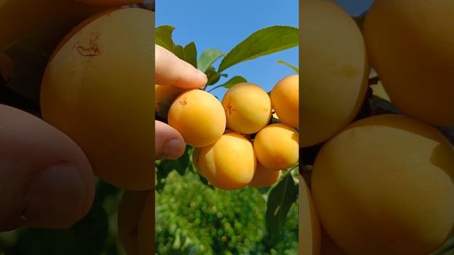 Сорт сливы Лодва в Подмосковье 2022г смотреть онлайн