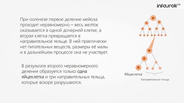 Гаметогенез | Биология 10 класс #21 | Инфоурок смотреть онлайн