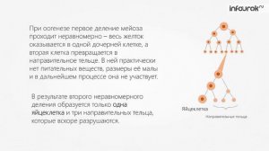 Гаметогенез | Биология 10 класс #21 | Инфоурок