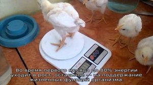 Вес бройлеров по дням (таблица)