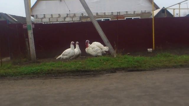 Индюки разговаривают с мотором скутера.Turkeys respond to the motor scooter ツ смотреть онлайн