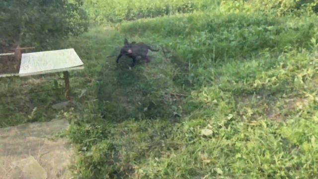 Рица. Фенотип Американского питбультерьера смотреть онлайн
