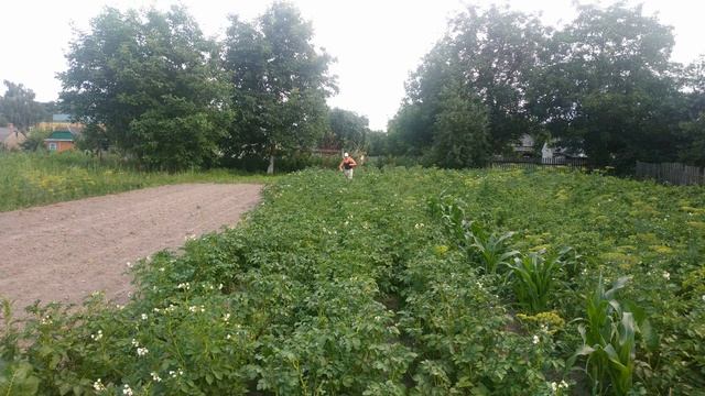 Лучший препарат от фитофтороза и альтернариоза картофеля смотреть онлайн