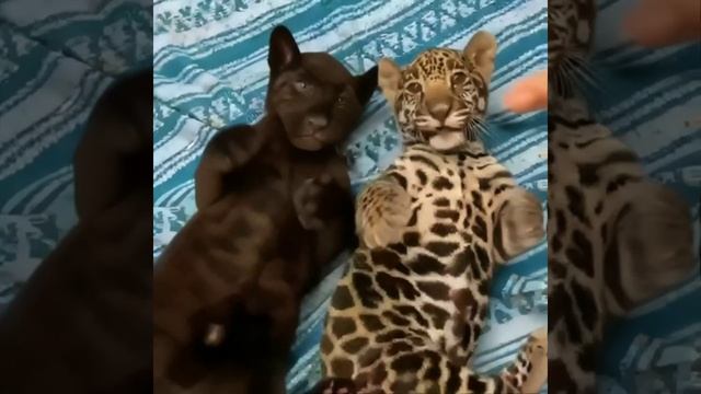 Малыши смотреть онлайн