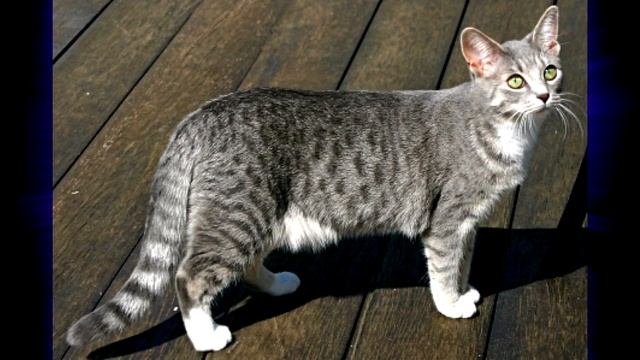 Песня "Кошка беспородная" смотреть онлайн