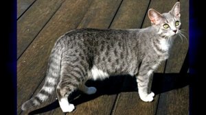 Песня "Кошка беспородная"