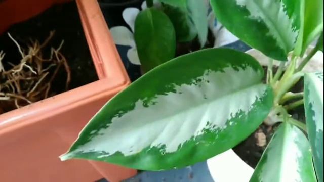 Cuidados de Aglaonemas[Reproducirlas] #plants #houseplants смотреть онлайн