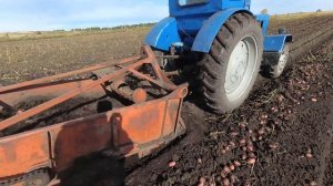 Трактор Т-40 с картофелекопалкой КТН-2, копает не хуже МТЗ-80.