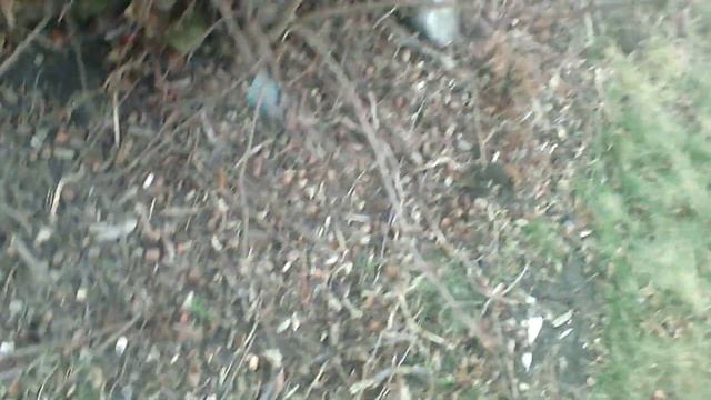 НЕБОЛЬШОЙ САД ФУНДУКА+СИЛЬНОРОСЛЫЙ КУСТ