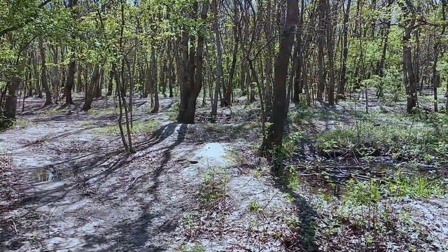 Прогулка по Пионерской роще в Новороссийске. Пришла жара. смотреть онлайн
