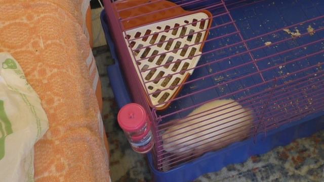 ПЕРВЫЙ ДЕНЬ КРОЛИКА В ДОМЕ // ВИСЛОУХИЙ БАРАН // смотреть онлайн