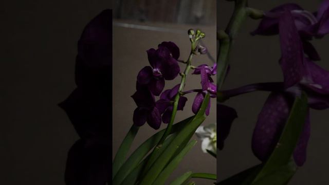 Orquídea Vanda 🌺 смотреть онлайн