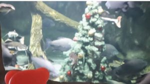 Желейный медведь Валера в зоопарке