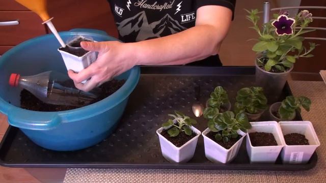 Как быстро и нетравматично для растения сделать перевалку в больший объем. смотреть онлайн