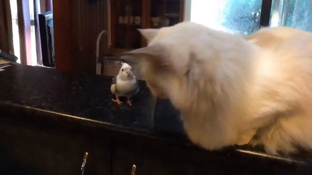 Crazy Cockatiel is obsessed with our Ragdoll cat. смотреть онлайн