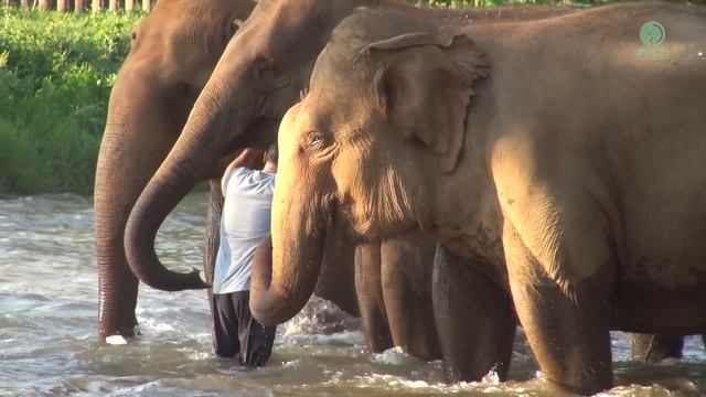 Elephants Ran To Reunion With The Favorite People Who Away For 14 Months - ElephantNews смотреть онлайн