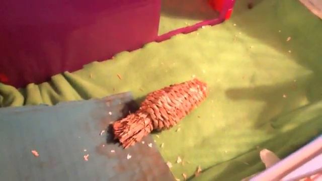 Tour Of Rose & Petunia's Cage + An Update On KIwi's Cage
