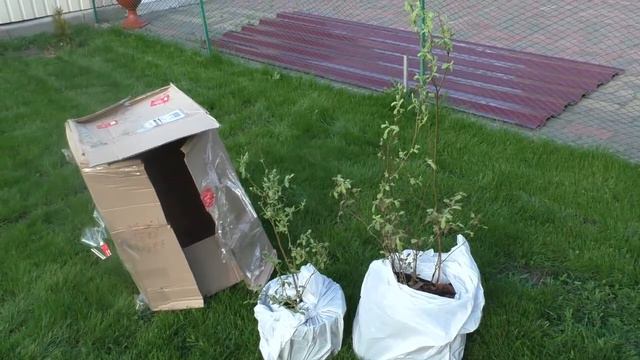 Цветы влюбленных