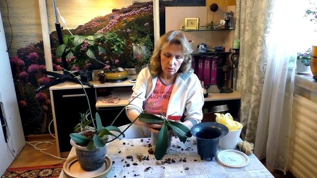 Секрет пышного цветения - здоровые корни. Орхидея Phalaenopsis и дендробиум Кинга. смотреть онлайн