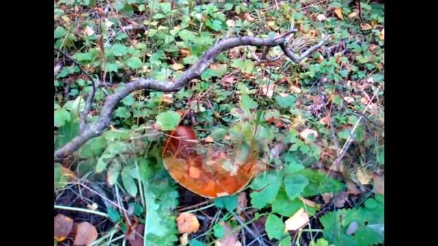 Грибы в лесу Белые грибы смотреть онлайн