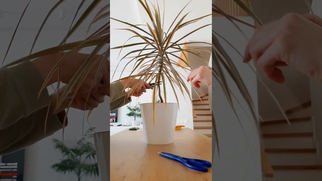 Драцена после обрезки прошло 3 недели - результаты #драцена #комнатныерастения #plant #indoorplant смотреть онлайн
