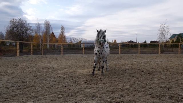 Голландский жеребец РИО (пони аппалуза) смотреть онлайн